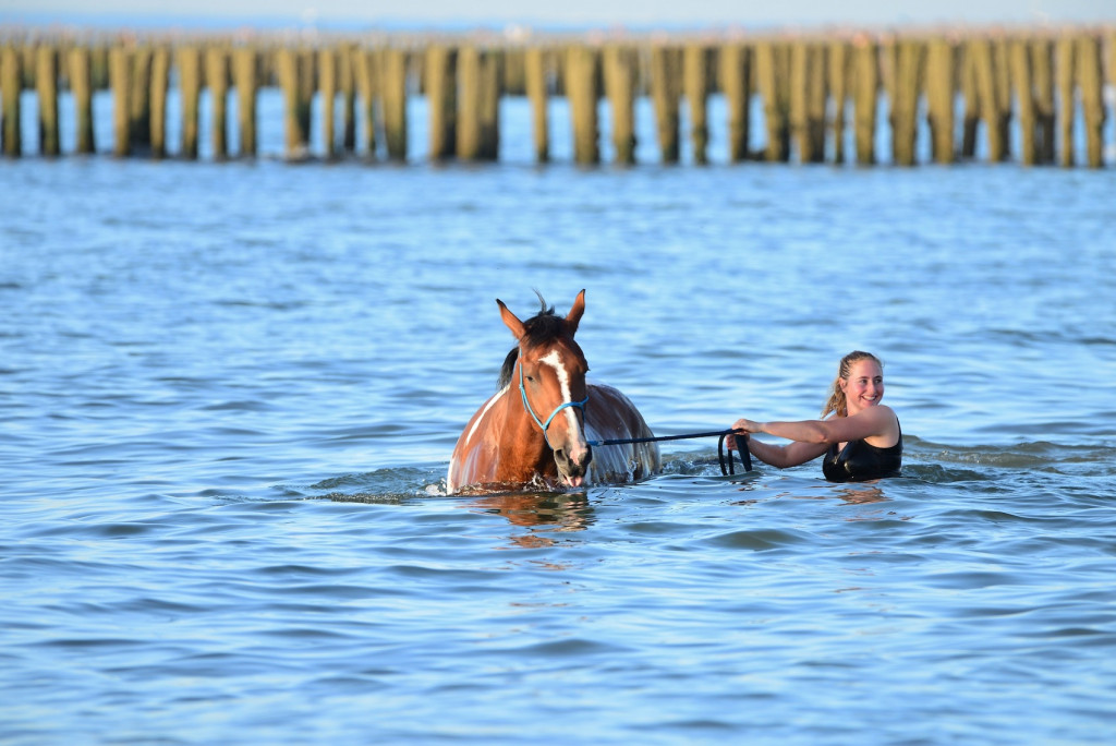Paard zwemt in de zee bij Domburg